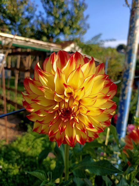 Img.2024.09.20 - X-Dalii sau Gheorghine