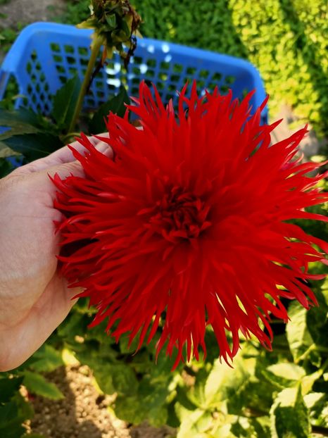 Img.2024.09.20 - X-Dalii sau Gheorghine