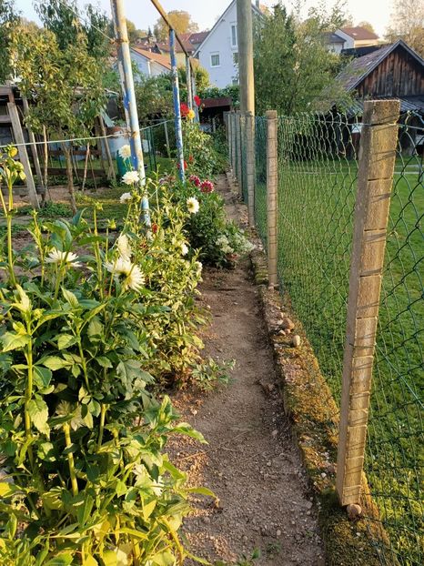 Img.2024.09.20 - X-Dalii sau Gheorghine