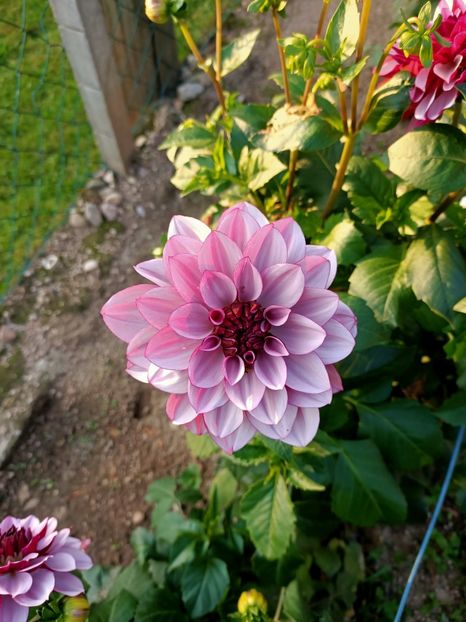 Img.2024.09.20 - X-Dalii sau Gheorghine