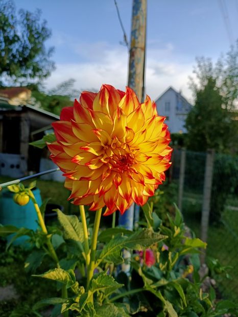 Img.2024.09.20 - X-Dalii sau Gheorghine