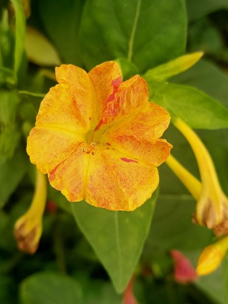 Img.2024.10.06- mirabelis - X-Dalii sau Gheorghine