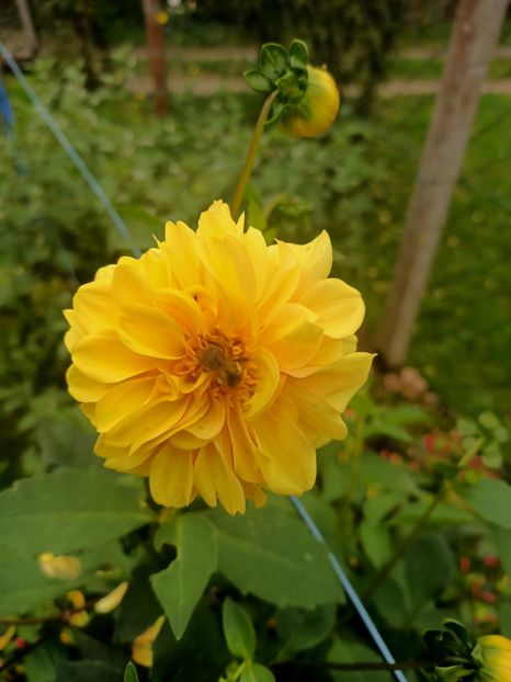 Img.2024.10.06 - X-Dalii sau Gheorghine