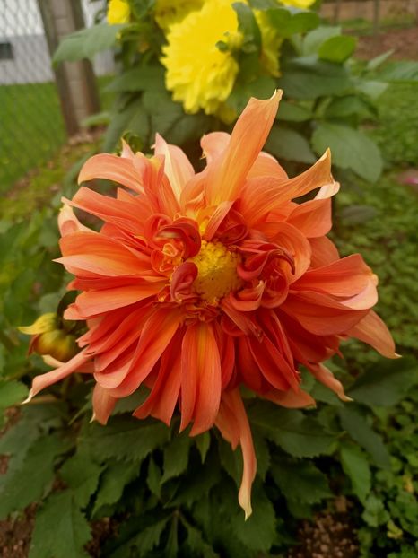 Img.2024.10.06 - X-Dalii sau Gheorghine