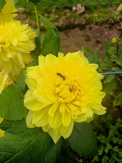 Img.2024.10.06 - X-Dalii sau Gheorghine