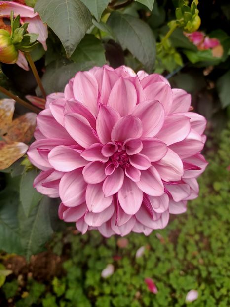 Img.2024.10.06 - X-Dalii sau Gheorghine