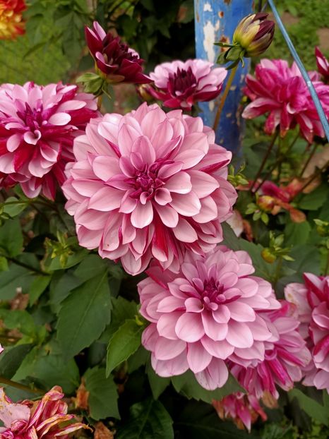 Img.2024.10.06 - X-Dalii sau Gheorghine