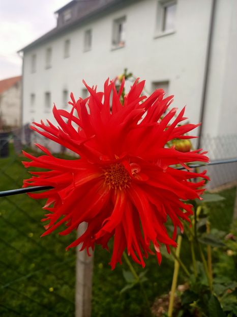 Img.2024.10.06 - X-Dalii sau Gheorghine