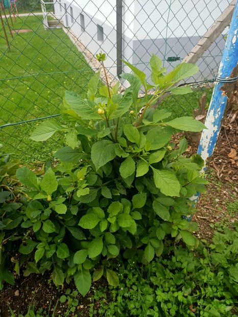 Img.2024.10.06 - X-Dalii sau Gheorghine