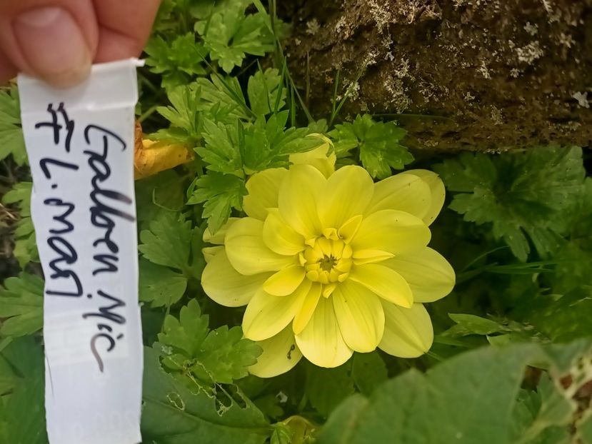 Img.2024.10.06 - X-Dalii sau Gheorghine