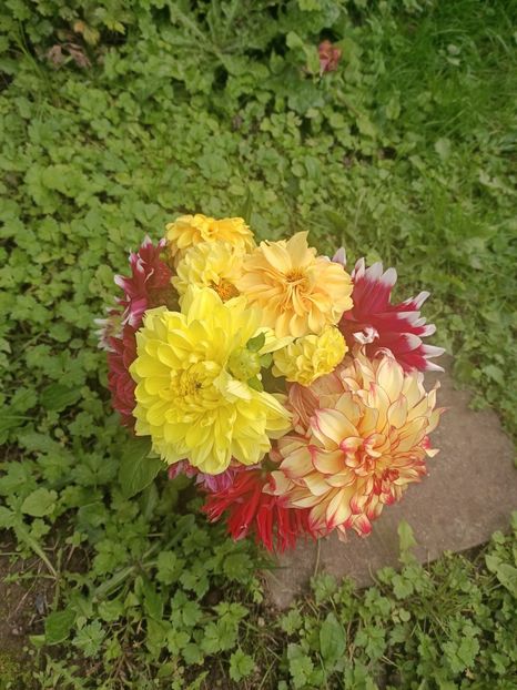 Img.2024.10.06 - X-Dalii sau Gheorghine