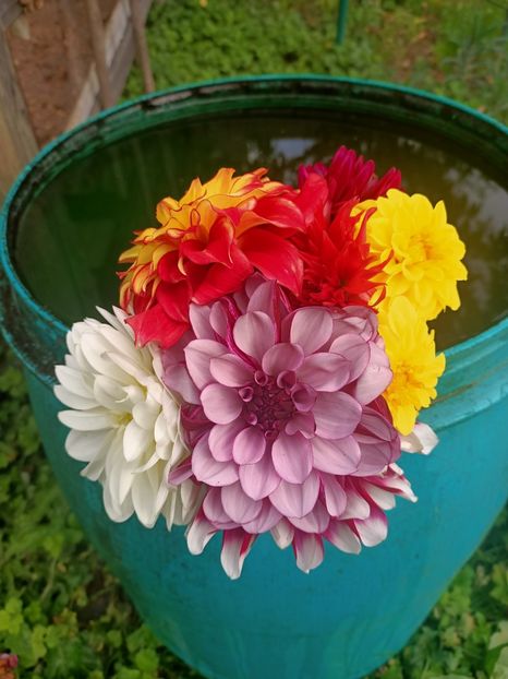 Img.2024.10.06 - X-Dalii sau Gheorghine