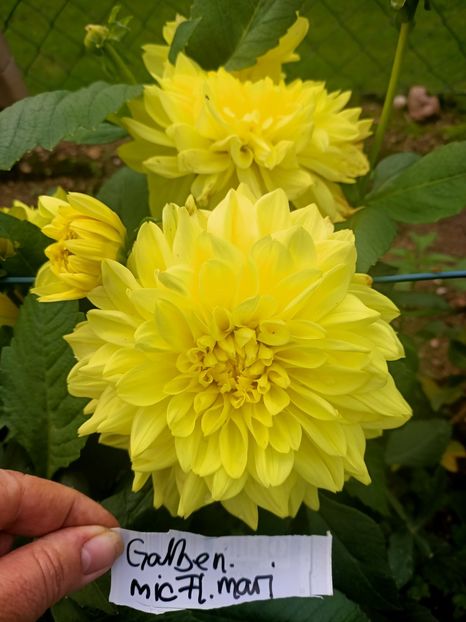 Img.2024.10.06 - X-Dalii sau Gheorghine