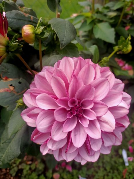 Img.2024.10.06 - X-Dalii sau Gheorghine