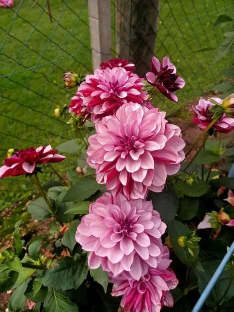 Img.2024.10.06 - X-Dalii sau Gheorghine