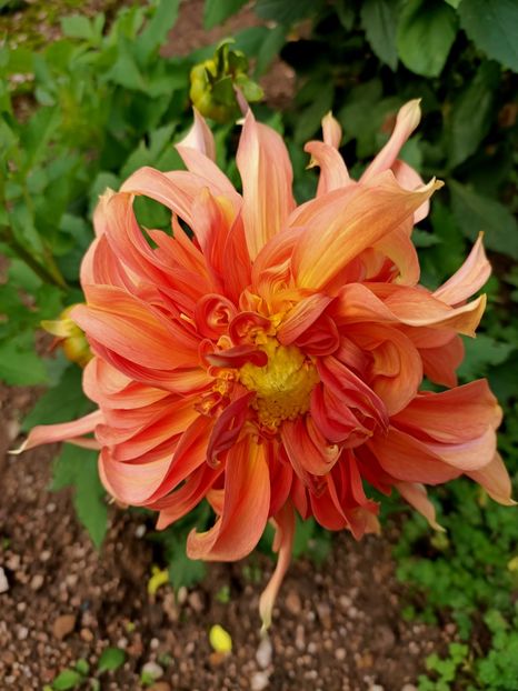 Img.2024.10.06 - X-Dalii sau Gheorghine