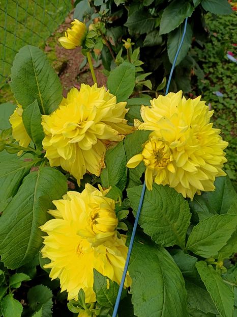 Img.2024.10.06 - X-Dalii sau Gheorghine