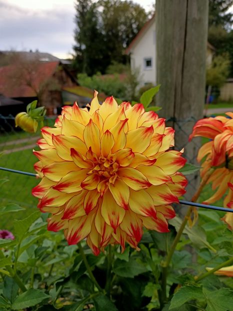 Img.2024.10.06 - X-Dalii sau Gheorghine