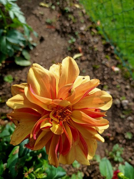 Img.2024.10.12 - X-Dalii sau Gheorghine