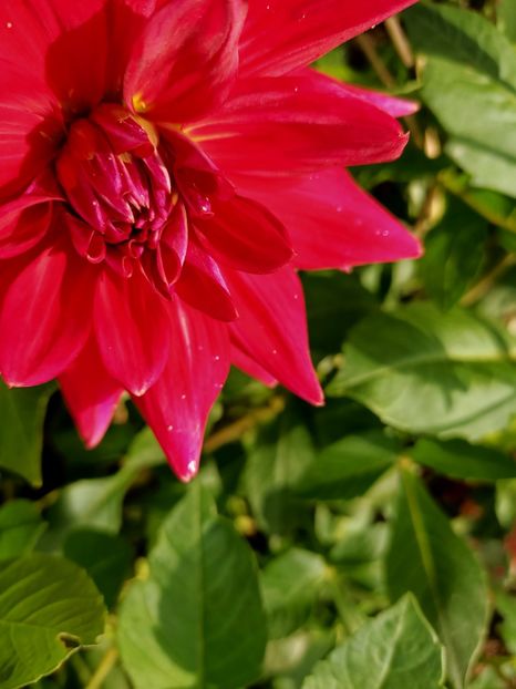 Img.2024.10.12 - X-Dalii sau Gheorghine