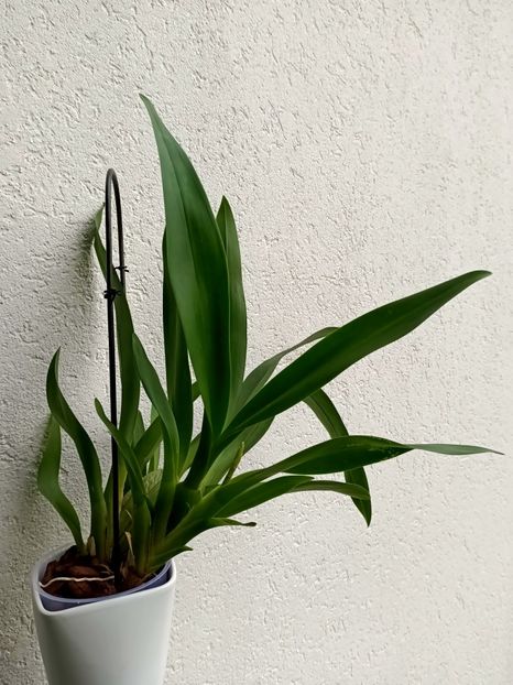 Img.2024.10.13 - 6-Orchideele mele