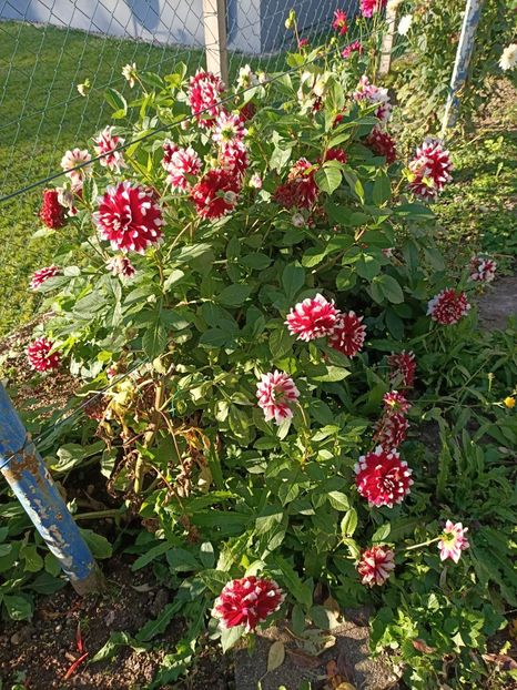 Img.2024.10.28 - X-Dalii sau Gheorghine