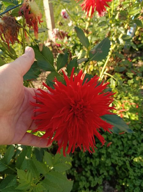 Img.2024.10.28 - X-Dalii sau Gheorghine