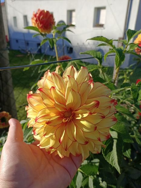 Img.2024.10.28 - X-Dalii sau Gheorghine