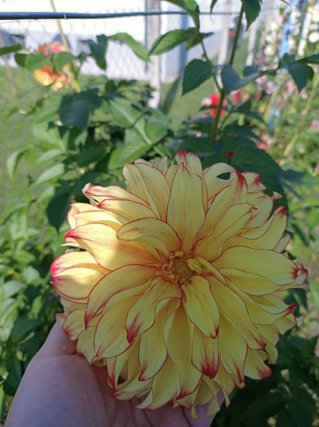 Img.2024.10.29 - X-Dalii sau Gheorghine