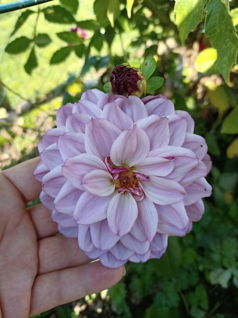 Img.2024.10.29 - X-Dalii sau Gheorghine