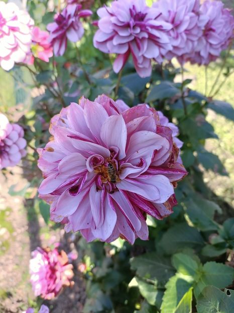 Img.2024.10.29 - X-Dalii sau Gheorghine