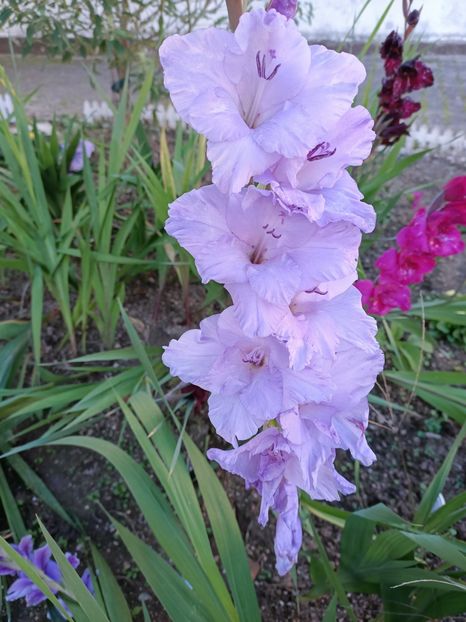 Img.2024.10.29 - X-Dalii sau Gheorghine