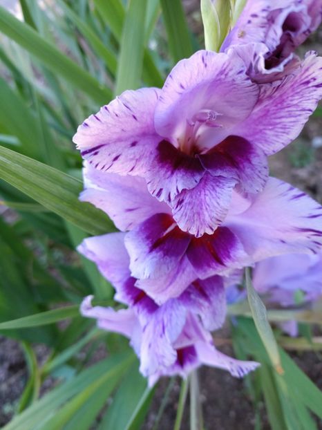 Img.2024.10.29 - X-Dalii sau Gheorghine