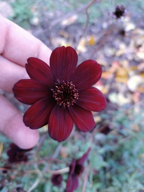 Img.2024.10.31-cosmos - X-Grădina mea