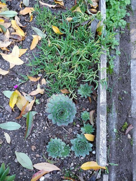 Img.2024.10.31 - Suculente