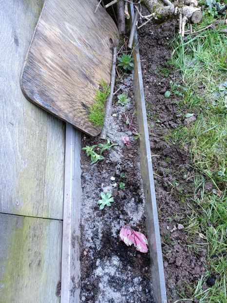 IMG.2024.11.02 - Suculente