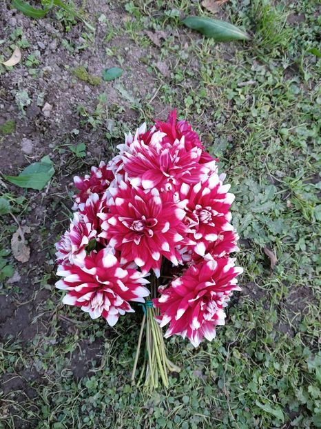 Img.2024.11.02❤️❤️❤️ - X-Dalii sau Gheorghine