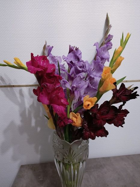 Img.2024.11.02 - X-Dalii sau Gheorghine