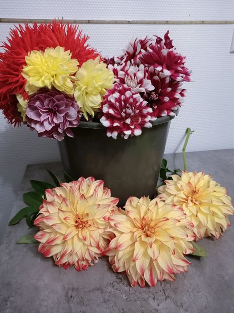 Img.2024.11.02 - X-Dalii sau Gheorghine