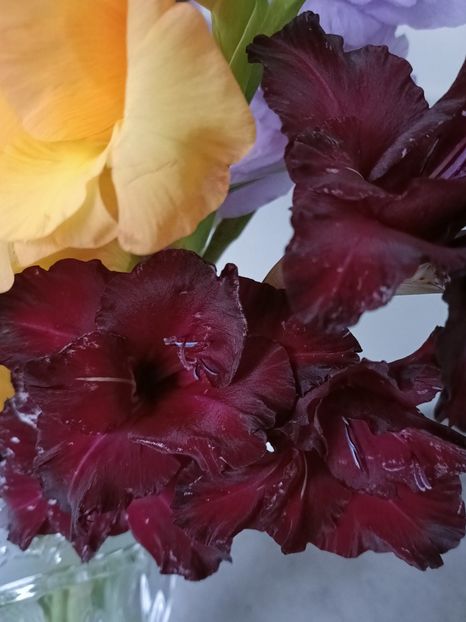 Img.2024.11.03 - X-Dalii sau Gheorghine