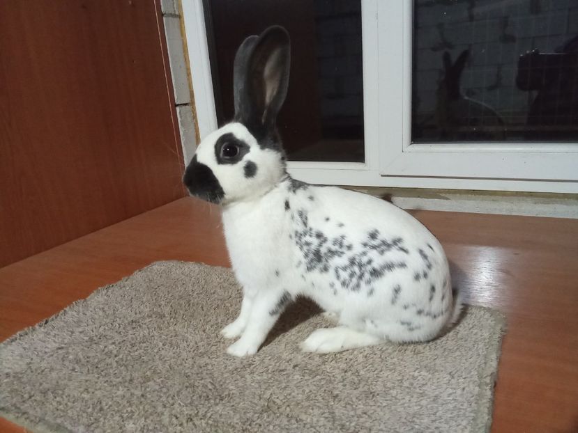 MASCUL RO 28 - 4418 - 2-PESTRIT ENGLEZ