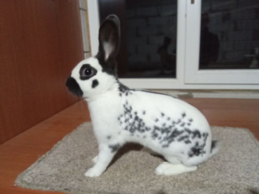 MASCUL RO 28 -4417 - 2-PESTRIT ENGLEZ