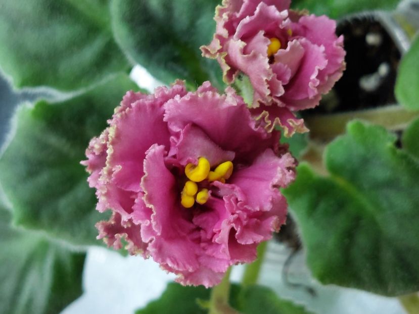  - AV-Krasnaja Gvozdika