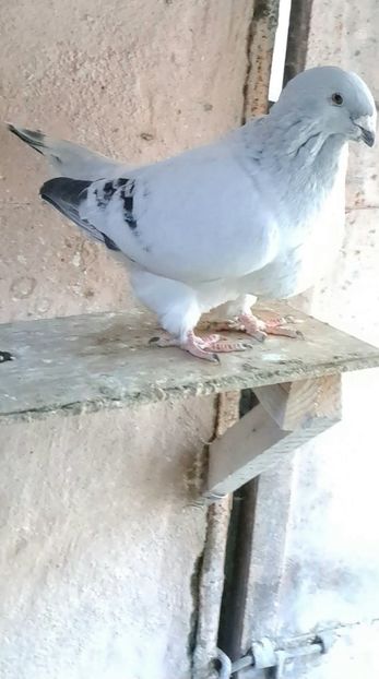 M 2020 - VOIAJOR ROMANESC DE FRUMUSETE MASCULI