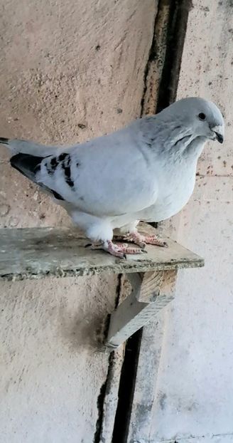 M2020 - VOIAJOR ROMANESC DE FRUMUSETE MASCULI