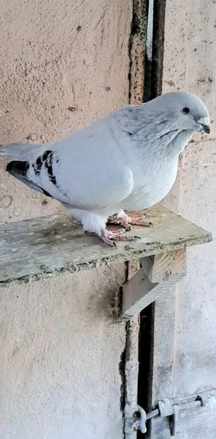 M2020 - VOIAJOR ROMANESC DE FRUMUSETE MASCULI