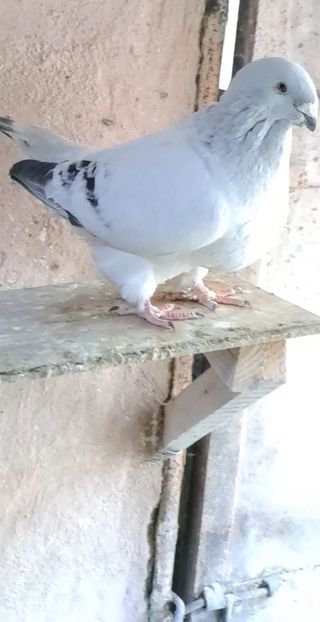 M2020 - VOIAJOR ROMANESC DE FRUMUSETE MASCULI