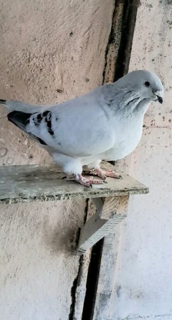 M2020 - VOIAJOR ROMANESC DE FRUMUSETE MASCULI