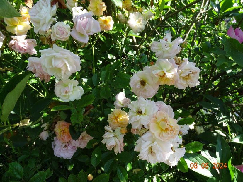  - Trandafiri 2024 3