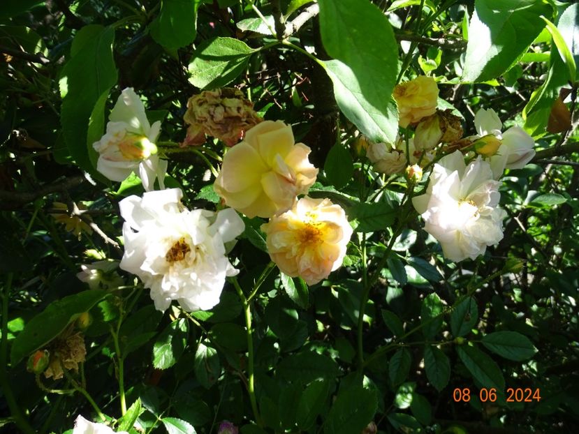  - Trandafiri 2024 3